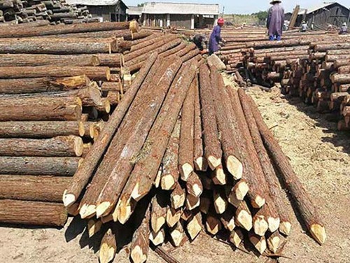 防汛木桩的环保材料替代方案